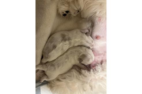 成約済の滋賀県のマルチーズ-377489の117枚目