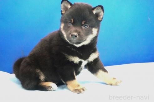 成約済の愛知県の柴犬-377487の5枚目