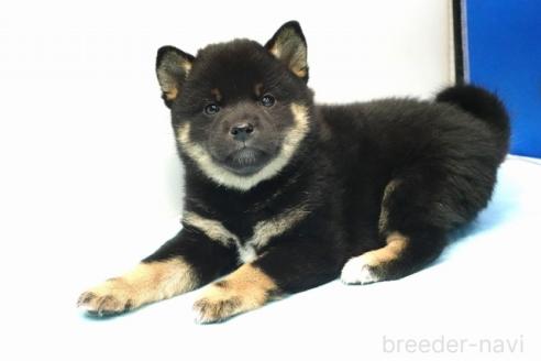 成約済の愛知県の柴犬-377487の4枚目