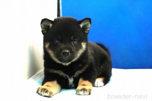 成約済の愛知県の柴犬-377487の3枚目