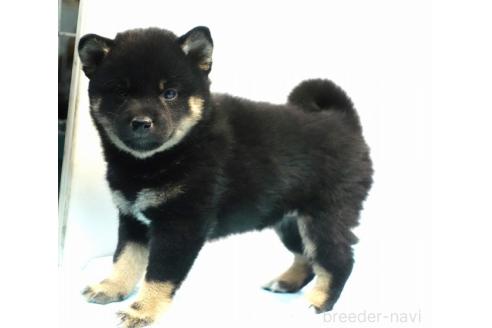 成約済の愛知県の柴犬-377487の2枚目
