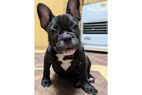成約済の愛媛県のフレンチブルドッグ-365108の18枚目