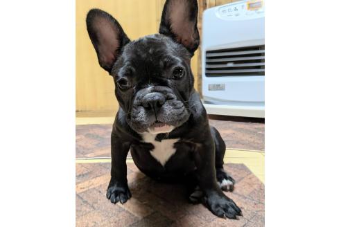 成約済の愛媛県のフレンチブルドッグ-365108の17枚目