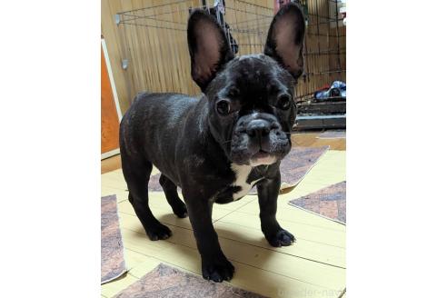 成約済の愛媛県のフレンチブルドッグ-365108の16枚目