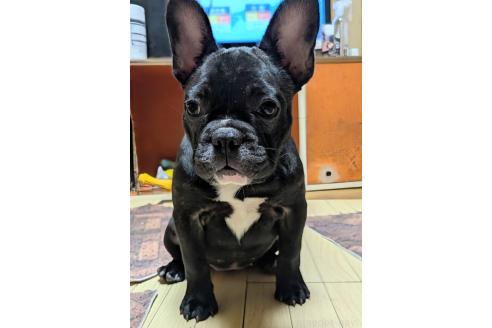成約済の愛媛県のフレンチブルドッグ-365108の15枚目