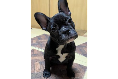 成約済の愛媛県のフレンチブルドッグ-365108の13枚目