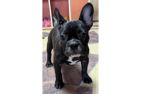 成約済の愛媛県のフレンチブルドッグ-365108の14枚目