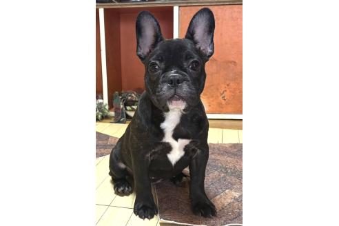 成約済の愛媛県のフレンチブルドッグ-365108の11枚目