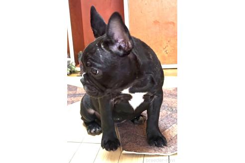 成約済の愛媛県のフレンチブルドッグ-365108の12枚目