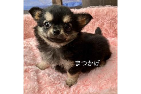販売中の群馬県のチワワ(ロングコート)-376566