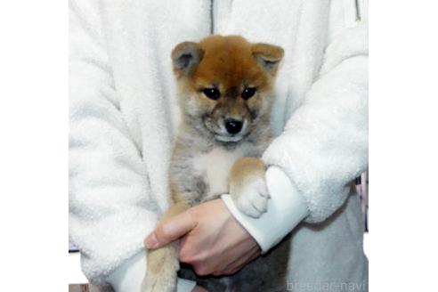 成約済の静岡県の柴犬-369357の2枚目
