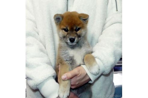 成約済のの柴犬-369357
