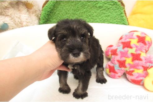 成約済の大阪府のミニチュアシュナウザー-377503の2枚目