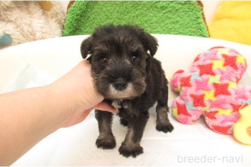 成約済の大阪府のミニチュアシュナウザー-377503