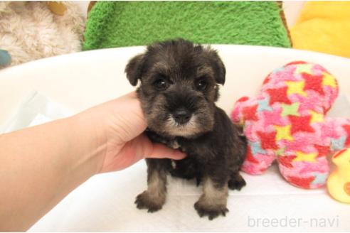 成約済の大阪府のミニチュアシュナウザー-377509の2枚目