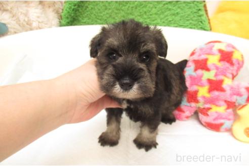 成約済の大阪府のミニチュアシュナウザー-377509