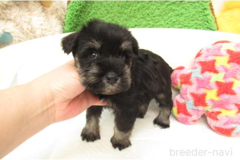 成約済の大阪府のミニチュアシュナウザー-377511の2枚目