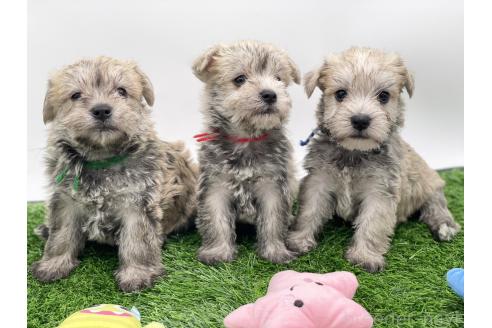 成約済の愛知県のマルシュナ:マルチーズ×ミニチュアシュナウザー-375294の8枚目
