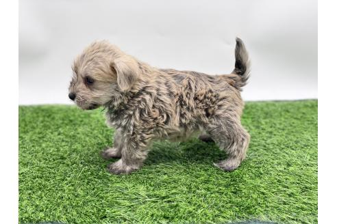 成約済の愛知県のマルシュナ:マルチーズ×ミニチュアシュナウザー-375296の11枚目