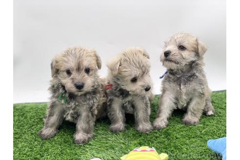 成約済の愛知県のマルシュナ:マルチーズ×ミニチュアシュナウザー-375296の8枚目