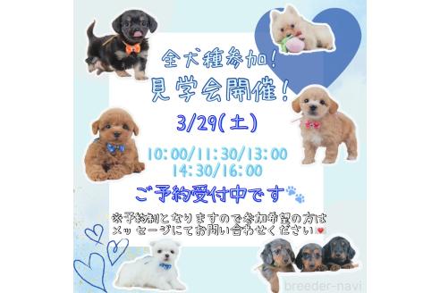 成約済の神奈川県のチワワ(スムースコート)-369754の3枚目
