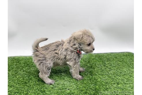 成約済の愛知県のマルシュナ:マルチーズ×ミニチュアシュナウザー-375299の11枚目