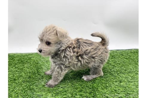 成約済の愛知県のマルシュナ:マルチーズ×ミニチュアシュナウザー-375299の10枚目