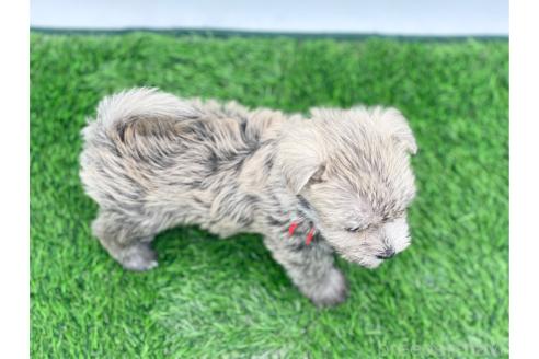 成約済の愛知県のマルシュナ:マルチーズ×ミニチュアシュナウザー-375299の9枚目