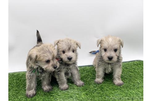 成約済の愛知県のマルシュナ:マルチーズ×ミニチュアシュナウザー-375299の7枚目