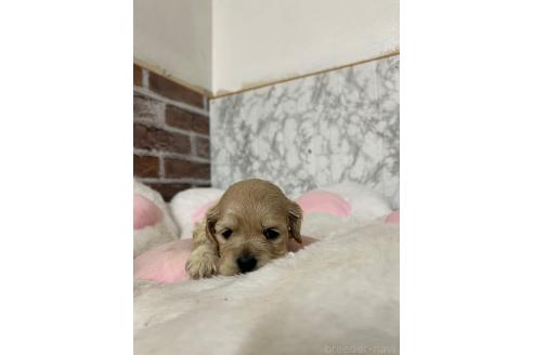 成約済の愛知県のアメリカンコッカースパニエル-377543の3枚目