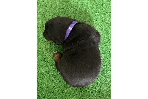成約済の愛知県のミックス犬-377549の7枚目