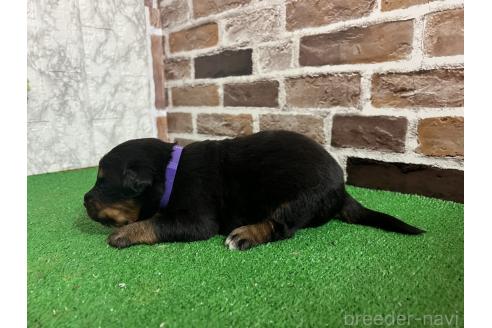 成約済の愛知県のミックス犬-377549の6枚目