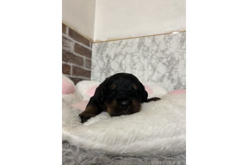 成約済の愛知県のミックス犬-377549の4枚目