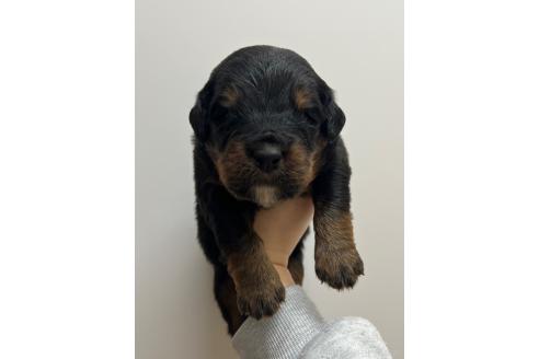 成約済の愛知県のミックス犬-377549の2枚目