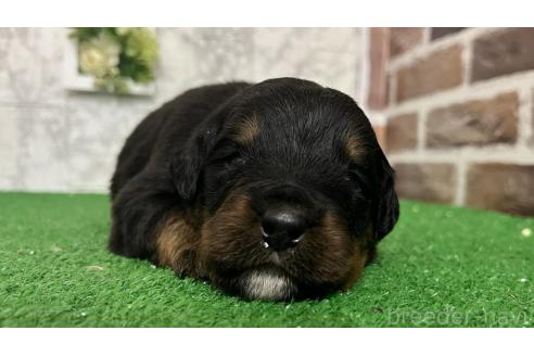 成約済の愛知県のミックス犬-377549の1枚目