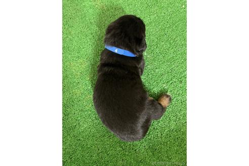 成約済の愛知県のミックス犬-377550の7枚目