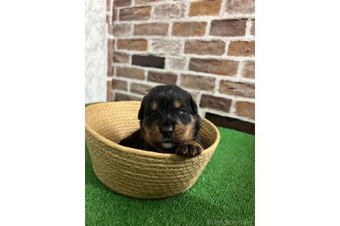 成約済の愛知県のミックス犬-377550の6枚目