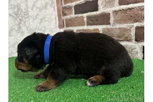成約済の愛知県のミックス犬-377550の5枚目
