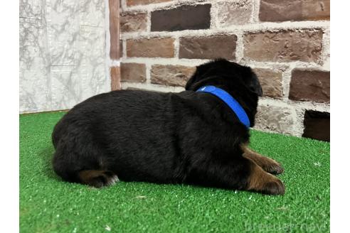 成約済の愛知県のミックス犬-377550の4枚目