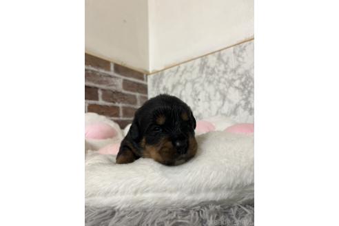 成約済の愛知県のミックス犬-377550の3枚目