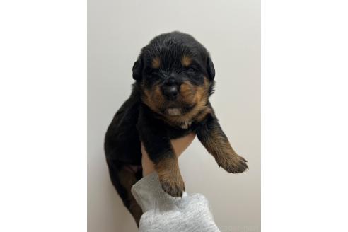成約済の愛知県のミックス犬-377550の2枚目