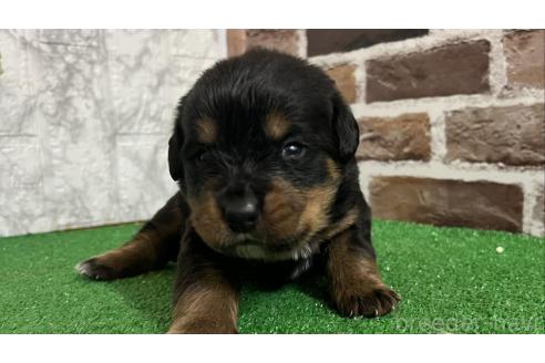 成約済の愛知県のミックス犬-377550の1枚目