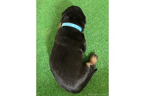 成約済の愛知県のミックス犬-377551の6枚目