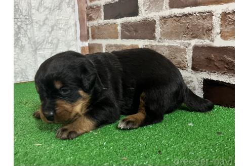 成約済の愛知県のミックス犬-377551の5枚目
