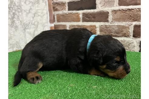 成約済の愛知県のミックス犬-377551の4枚目