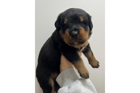 成約済の愛知県のミックス犬-377551の3枚目