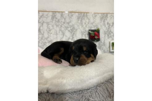 成約済の愛知県のミックス犬-377551の2枚目