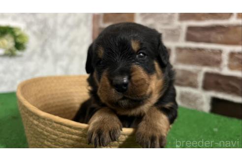 成約済の愛知県のミックス犬-377551の1枚目