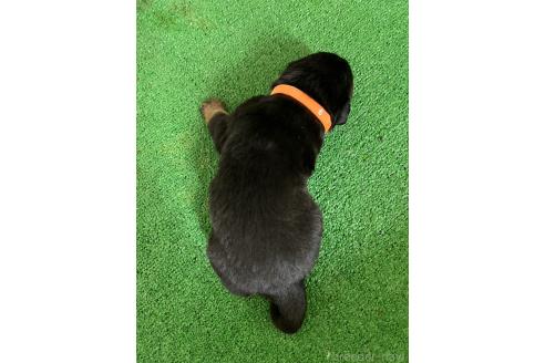 成約済の愛知県のミックス犬-377552の7枚目