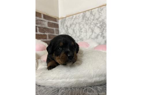 成約済の愛知県のミックス犬-377552の6枚目